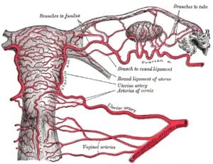 angiogenesis impact factor