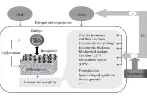 Hormonal and Immune Regulation